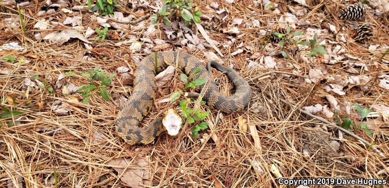 Eastern Cottonmouth (Agkistrodon piscivorus piscivorus)