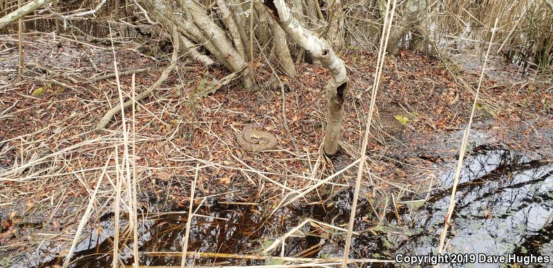 Eastern Cottonmouth (Agkistrodon piscivorus piscivorus)