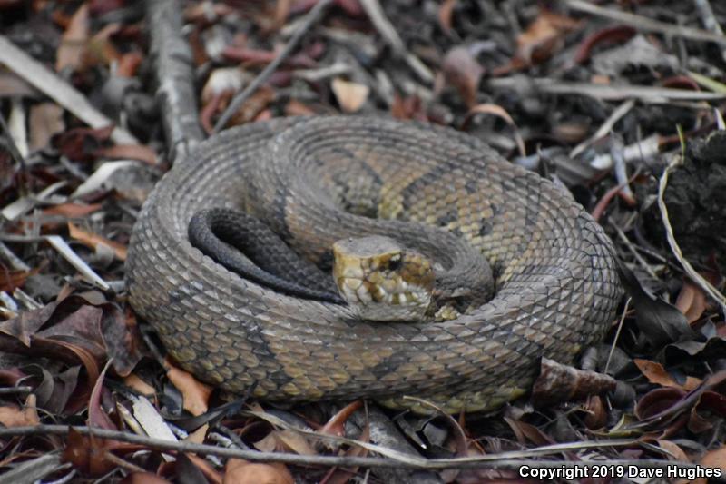 Eastern Cottonmouth (Agkistrodon piscivorus piscivorus)