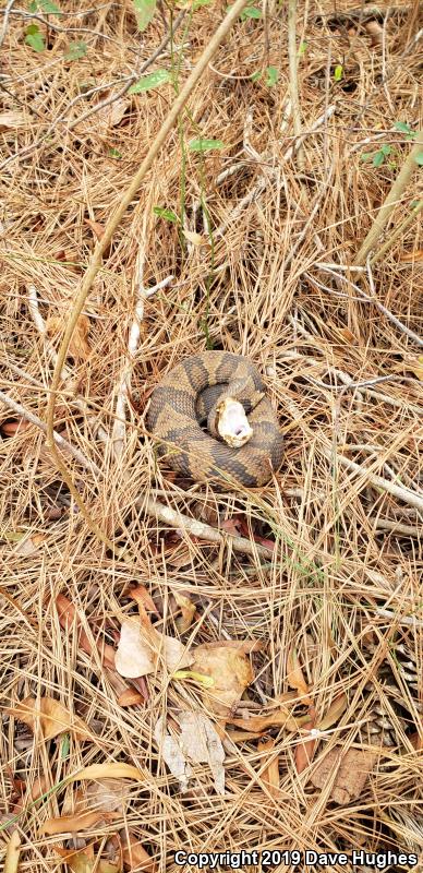 Eastern Cottonmouth (Agkistrodon piscivorus piscivorus)