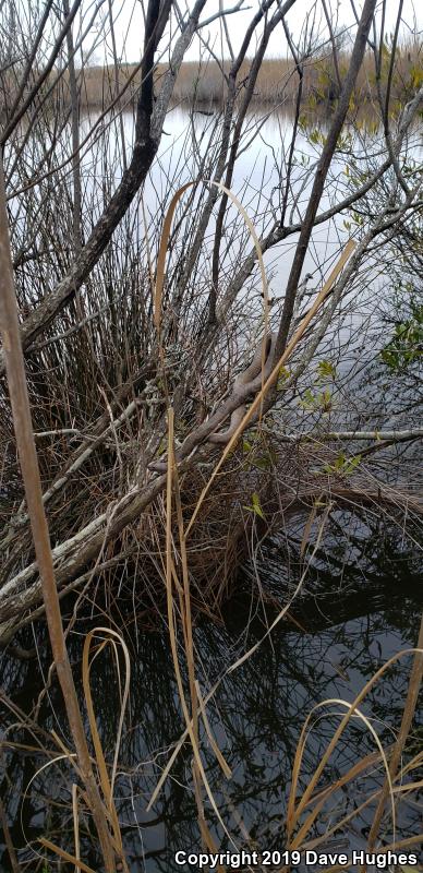 Brown Watersnake (Nerodia taxispilota)