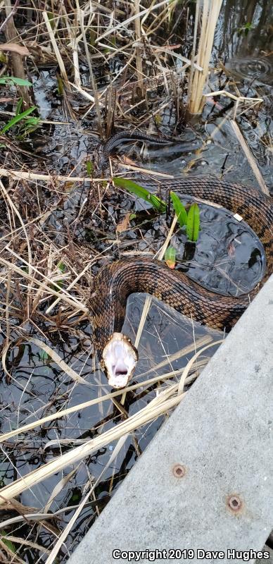 Eastern Cottonmouth (Agkistrodon piscivorus piscivorus)