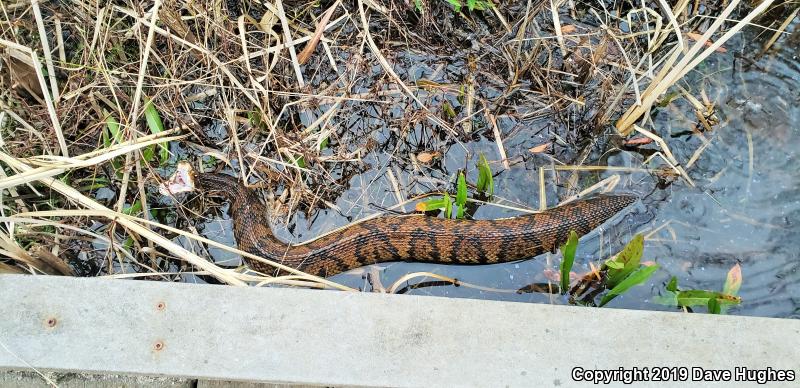 Eastern Cottonmouth (Agkistrodon piscivorus piscivorus)