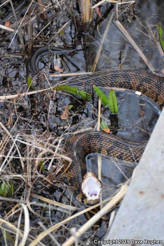 Eastern Cottonmouth (Agkistrodon piscivorus piscivorus)