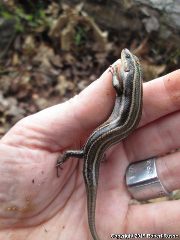 Southeastern Five-lined Skink (Plestiodon inexpectatus)