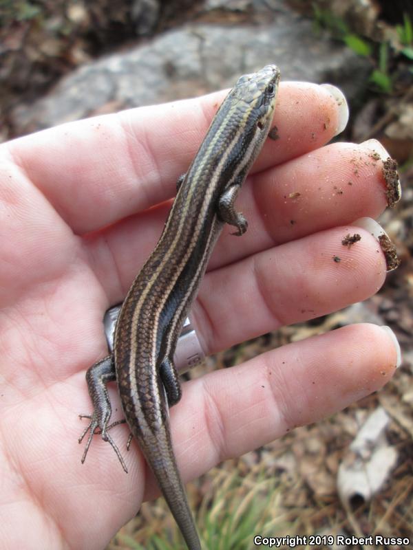 Southeastern Five-lined Skink (Plestiodon inexpectatus)