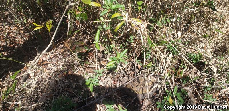 Eastern Cottonmouth (Agkistrodon piscivorus piscivorus)