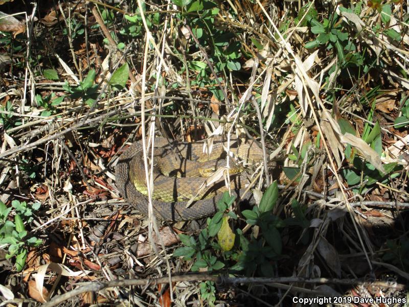 Eastern Cottonmouth (Agkistrodon piscivorus piscivorus)