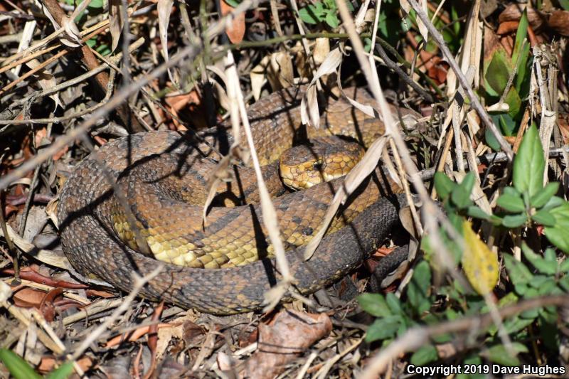 Eastern Cottonmouth (Agkistrodon piscivorus piscivorus)