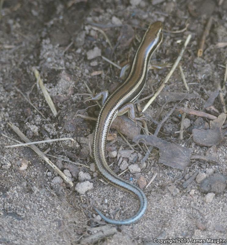 Western Skink (Plestiodon skiltonianus skiltonianus)