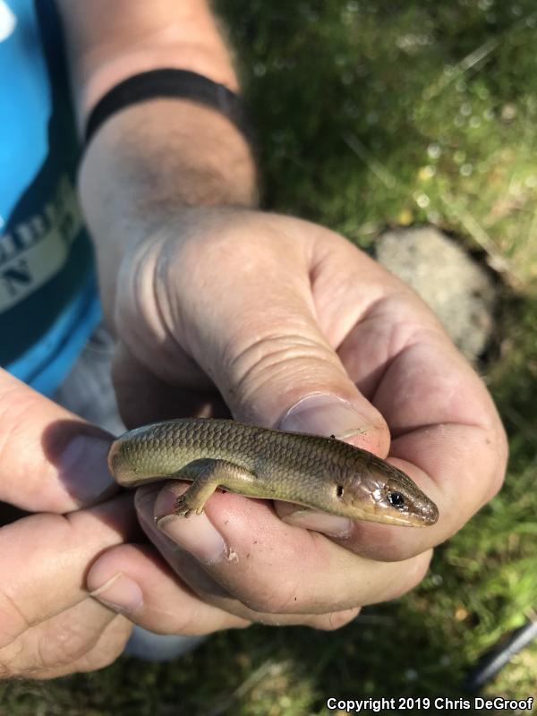 Gilbert's Skink (Plestiodon gilberti)