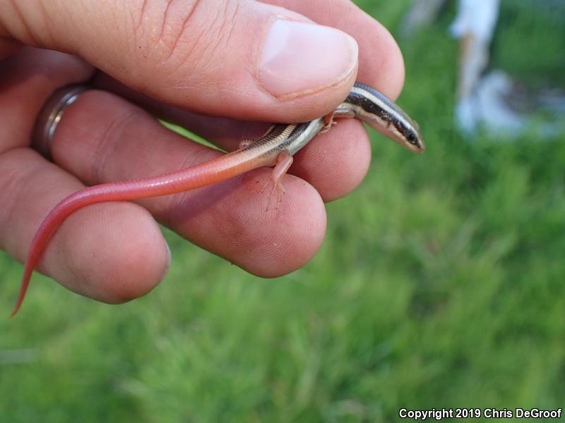 Gilbert's Skink (Plestiodon gilberti)