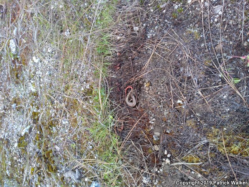 Western Redtail Skink (Plestiodon gilberti rubricaudatus)