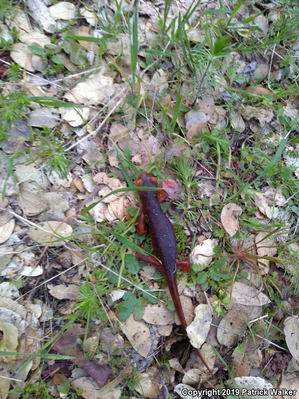 Sierra Newt (Taricha torosa sierrae)