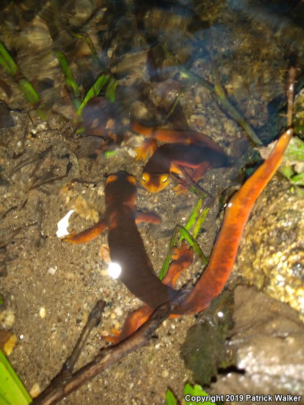 Sierra Newt (Taricha torosa sierrae)