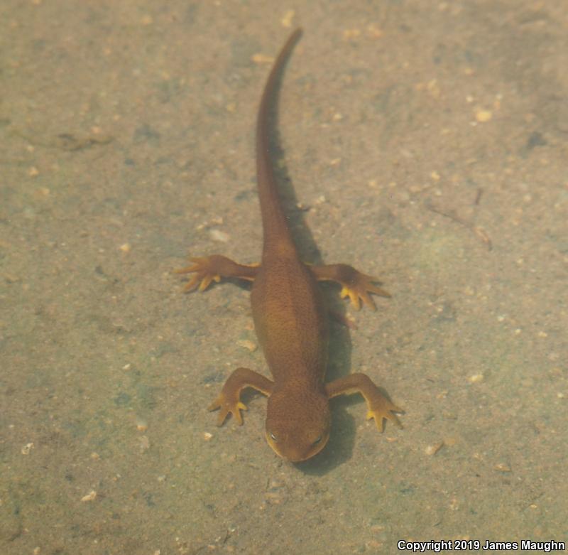 Rough-skinned Newt (Taricha granulosa)