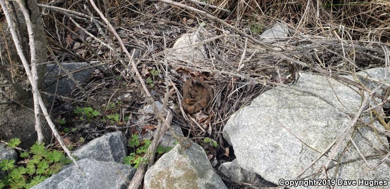 Eastern Cottonmouth (Agkistrodon piscivorus piscivorus)