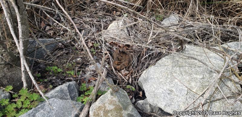 Eastern Cottonmouth (Agkistrodon piscivorus piscivorus)