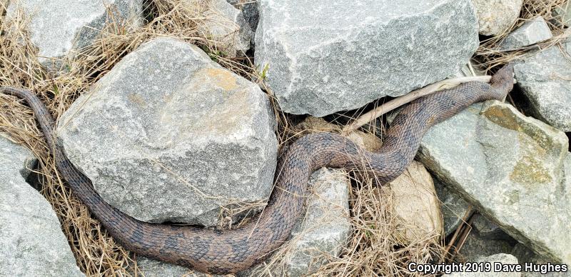 Brown Watersnake (Nerodia taxispilota)