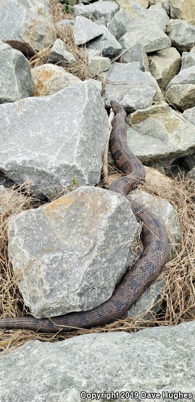 Brown Watersnake (Nerodia taxispilota)