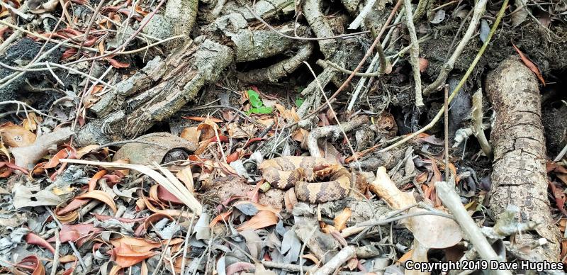 Eastern Cottonmouth (Agkistrodon piscivorus piscivorus)