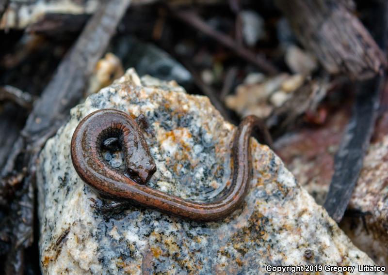 San Gabriel Mountains Slender Salamander (Batrachoseps gabrieli)