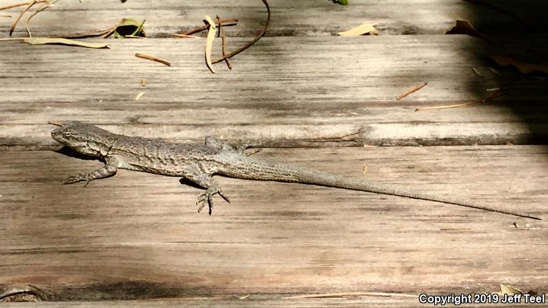Western Long-tailed Brush Lizard (Urosaurus graciosus graciosus)