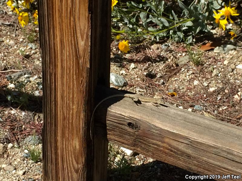 Western Long-tailed Brush Lizard (Urosaurus graciosus graciosus)