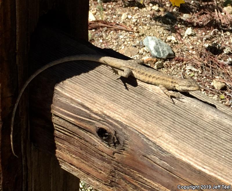 Western Long-tailed Brush Lizard (Urosaurus graciosus graciosus)