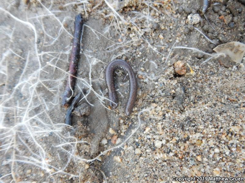 Garden Slender Salamander (Batrachoseps major major)