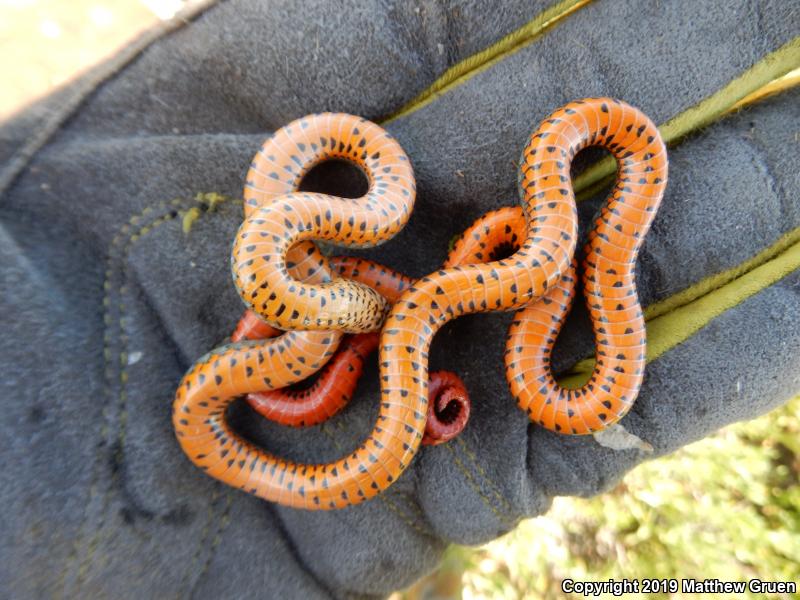 San Bernardino Ring-necked Snake (Diadophis punctatus modestus)