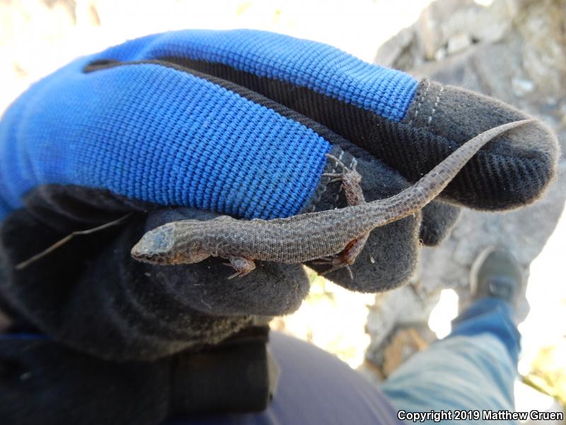 Desert Night Lizard (Xantusia vigilis vigilis)