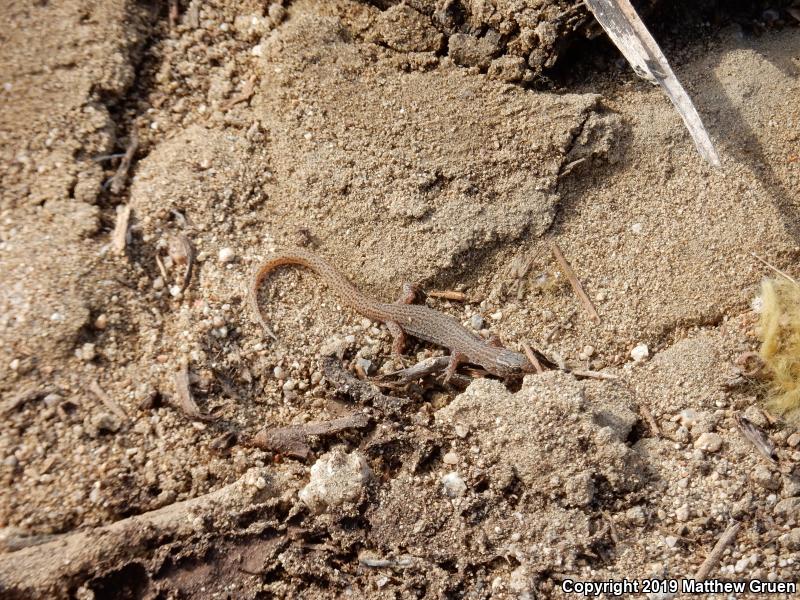 Desert Night Lizard (Xantusia vigilis vigilis)