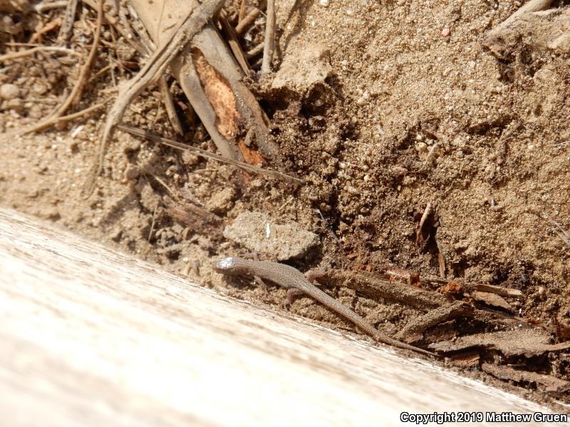 Desert Night Lizard (Xantusia vigilis vigilis)