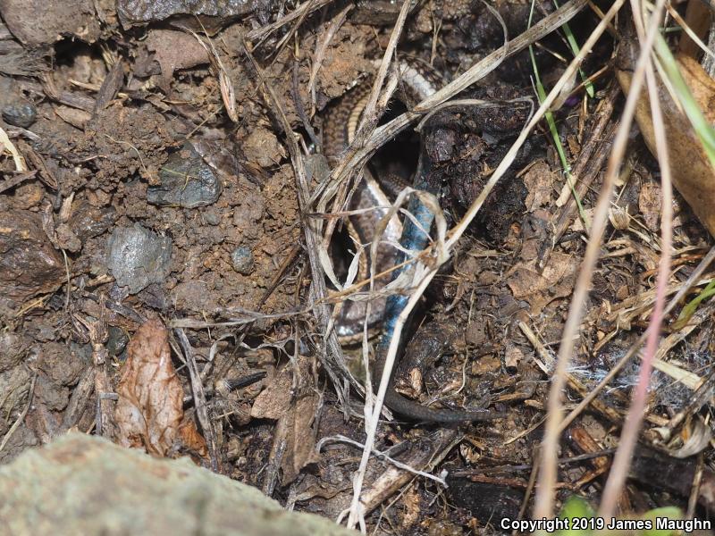 Western Skink (Plestiodon skiltonianus skiltonianus)