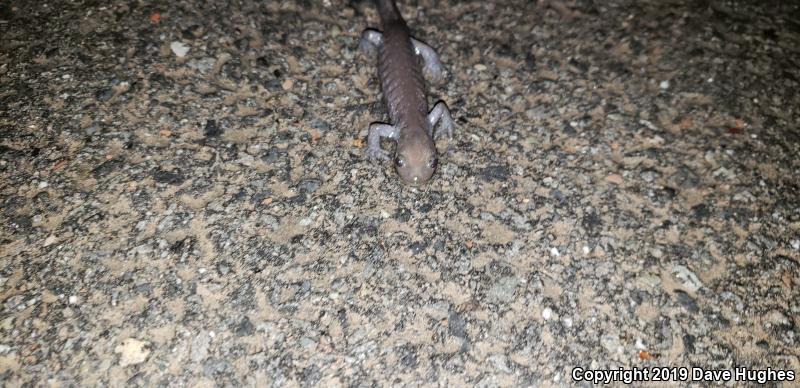 Jefferson Salamander (Ambystoma jeffersonianum)