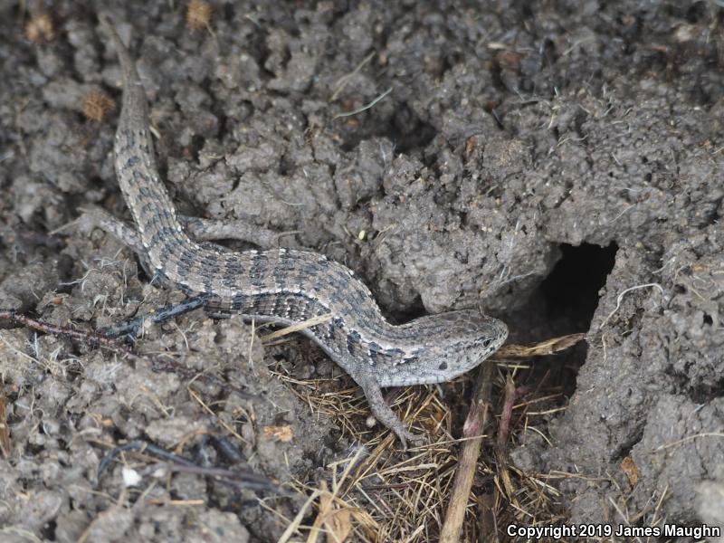 San Francisco Alligator Lizard (Elgaria coerulea coerulea)