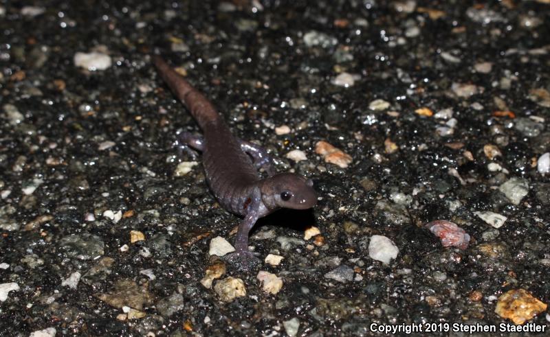 Jefferson Salamander (Ambystoma jeffersonianum)