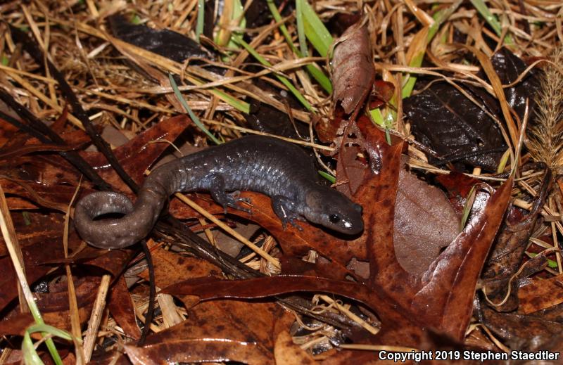 Jefferson Salamander (Ambystoma jeffersonianum)