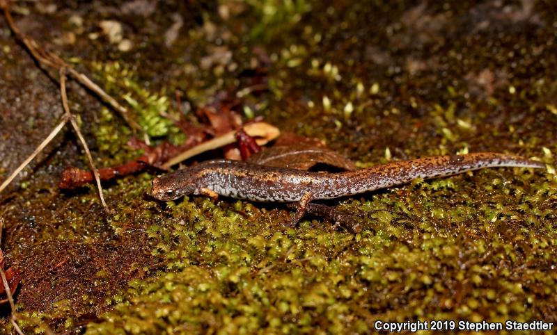 Four-toed Salamander (Hemidactylium scutatum)