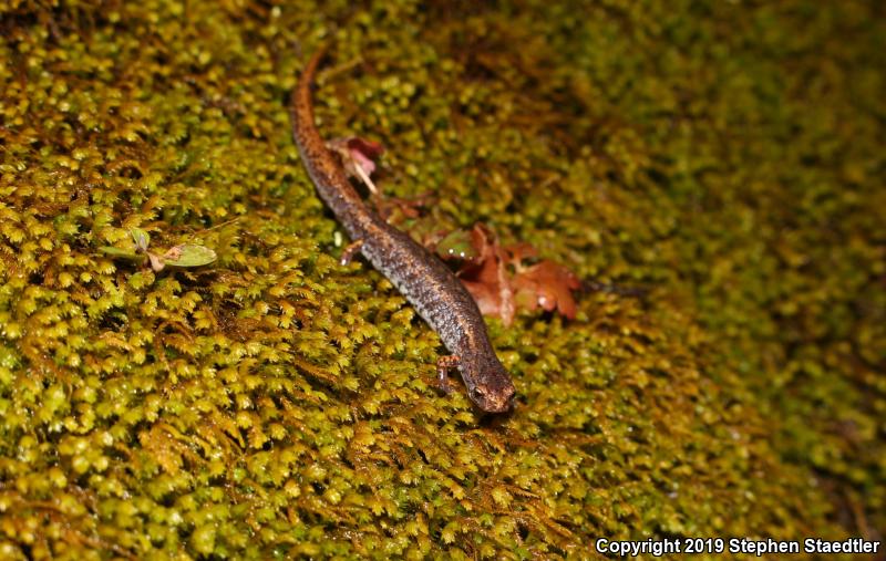 Four-toed Salamander (Hemidactylium scutatum)