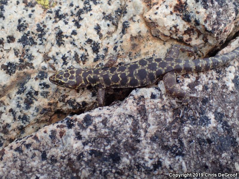 Granite Night Lizard (Xantusia henshawi)