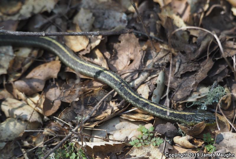 Santa Cruz Gartersnake (Thamnophis atratus atratus)