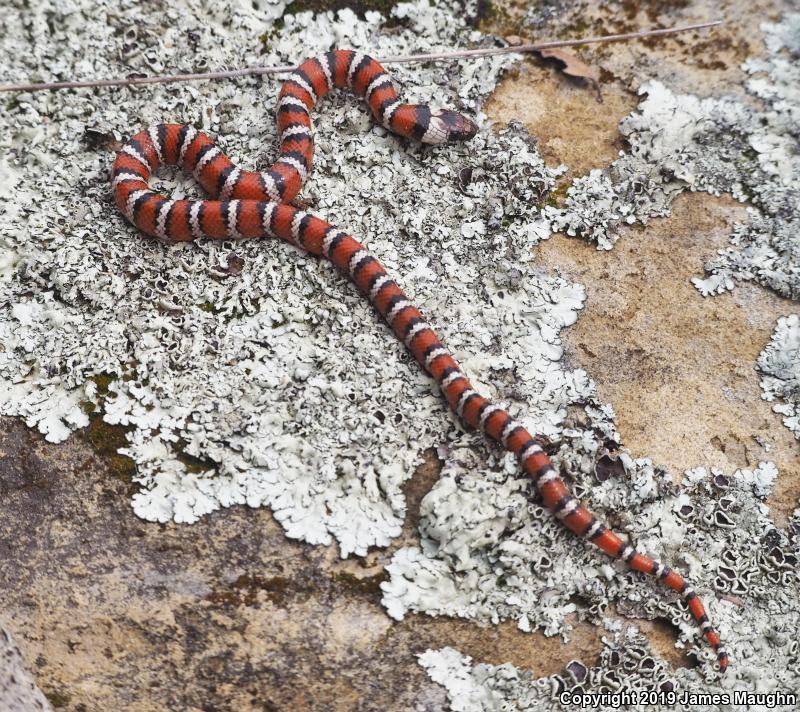 Coast Mountain Kingsnake (Lampropeltis zonata multifasciata)