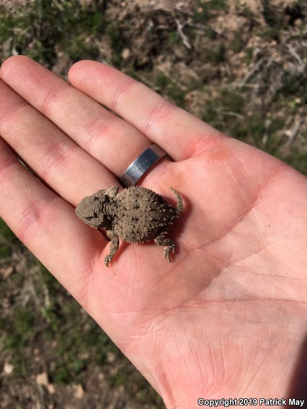 Hernandez's Short-horned Lizard (Phrynosoma hernandesi hernandesi)