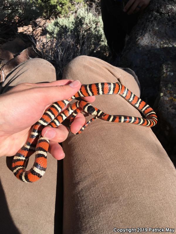 Utah Mountain Kingsnake (Lampropeltis pyromelana infralabialis)