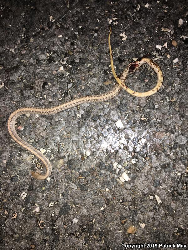 Mountain Patch-nosed Snake (Salvadora grahamiae)