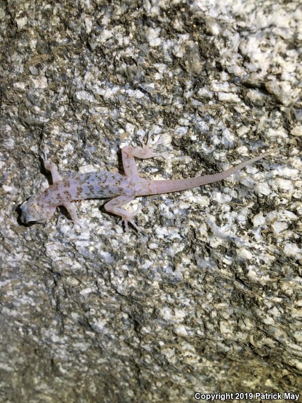 Penninsular Leaf-toed Gecko (Phyllodactylus nocticolus)