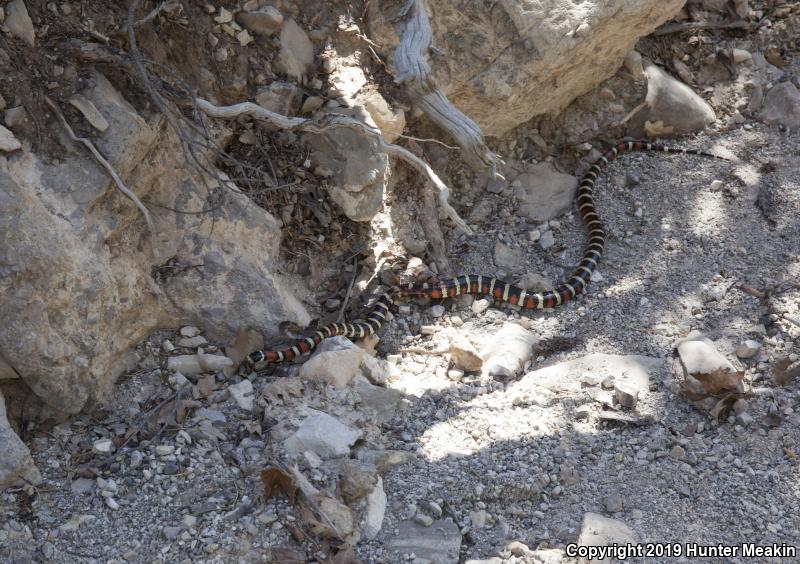 Utah Mountain Kingsnake (Lampropeltis pyromelana infralabialis)