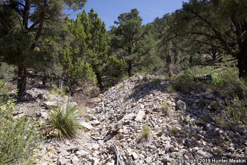 Utah Mountain Kingsnake (Lampropeltis pyromelana infralabialis)